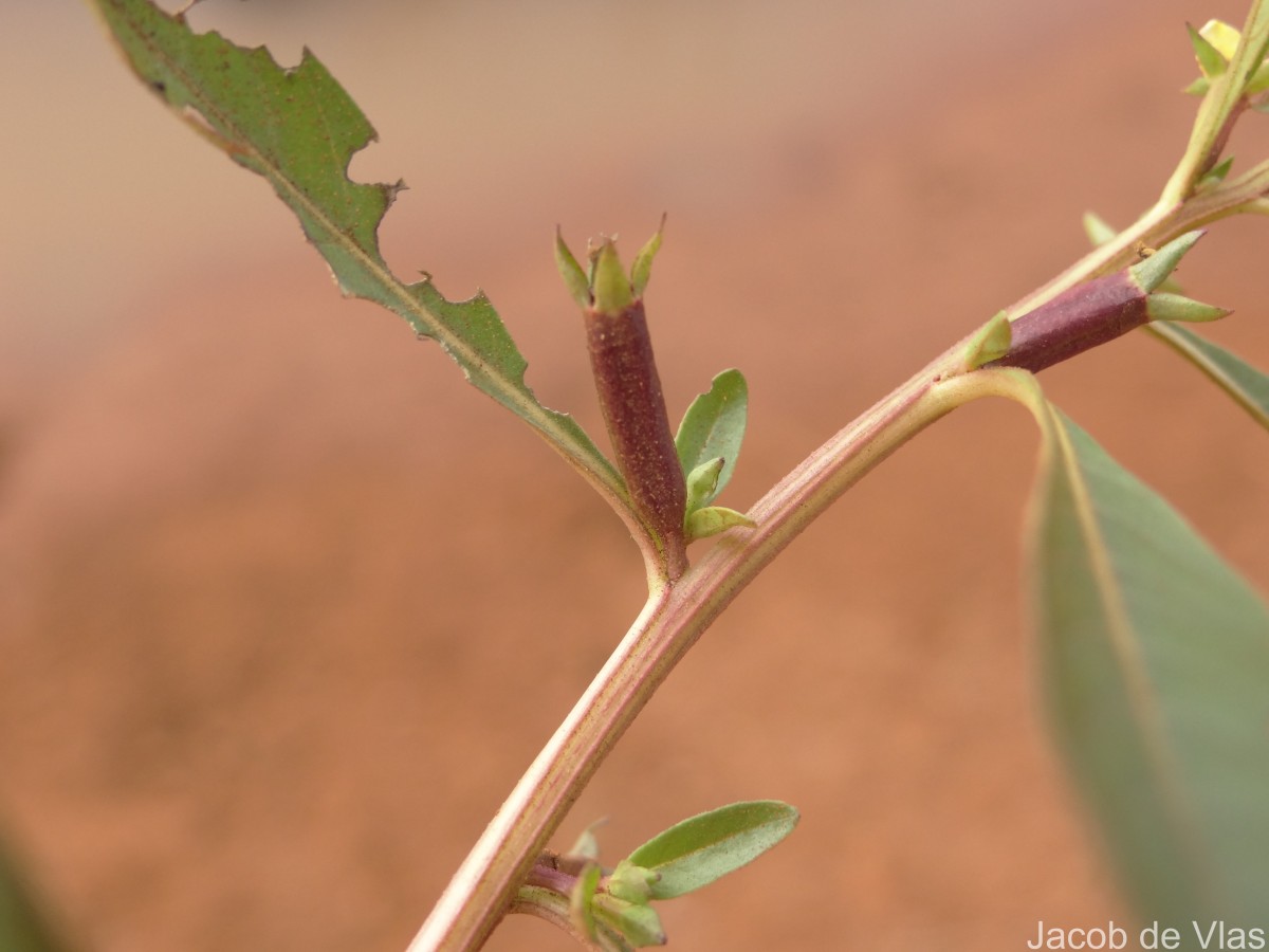 Ludwigia perennis L.